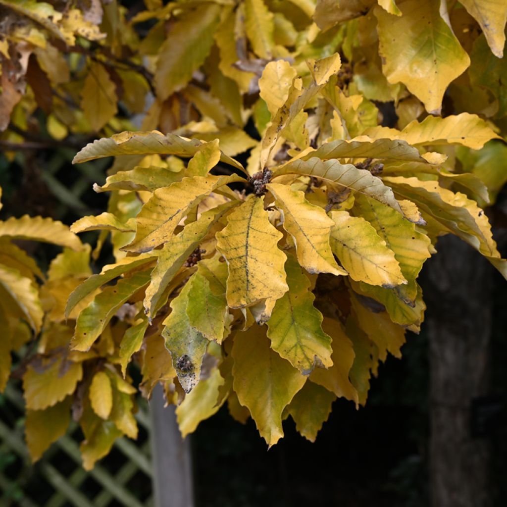 Chêne de Blume - Quercus aliena