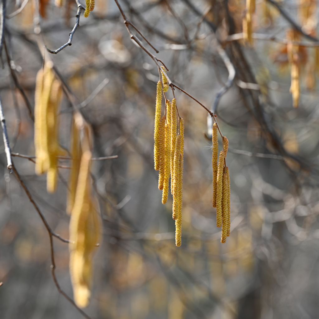 Chêne de Blume - Quercus aliena