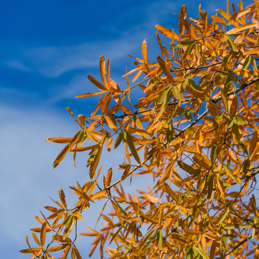 Chêne à feuilles de saule - Quercus phellos