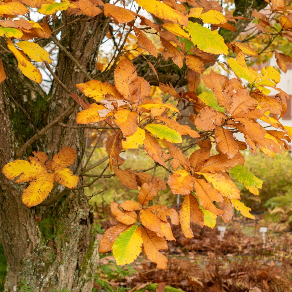 Chêne d'Arménie - Quercus pontica