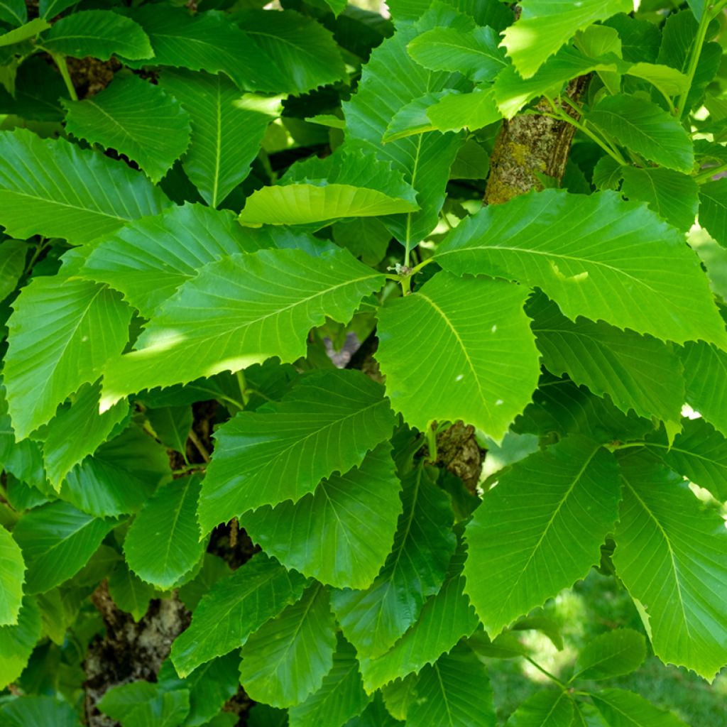 Chêne d'Arménie - Quercus pontica