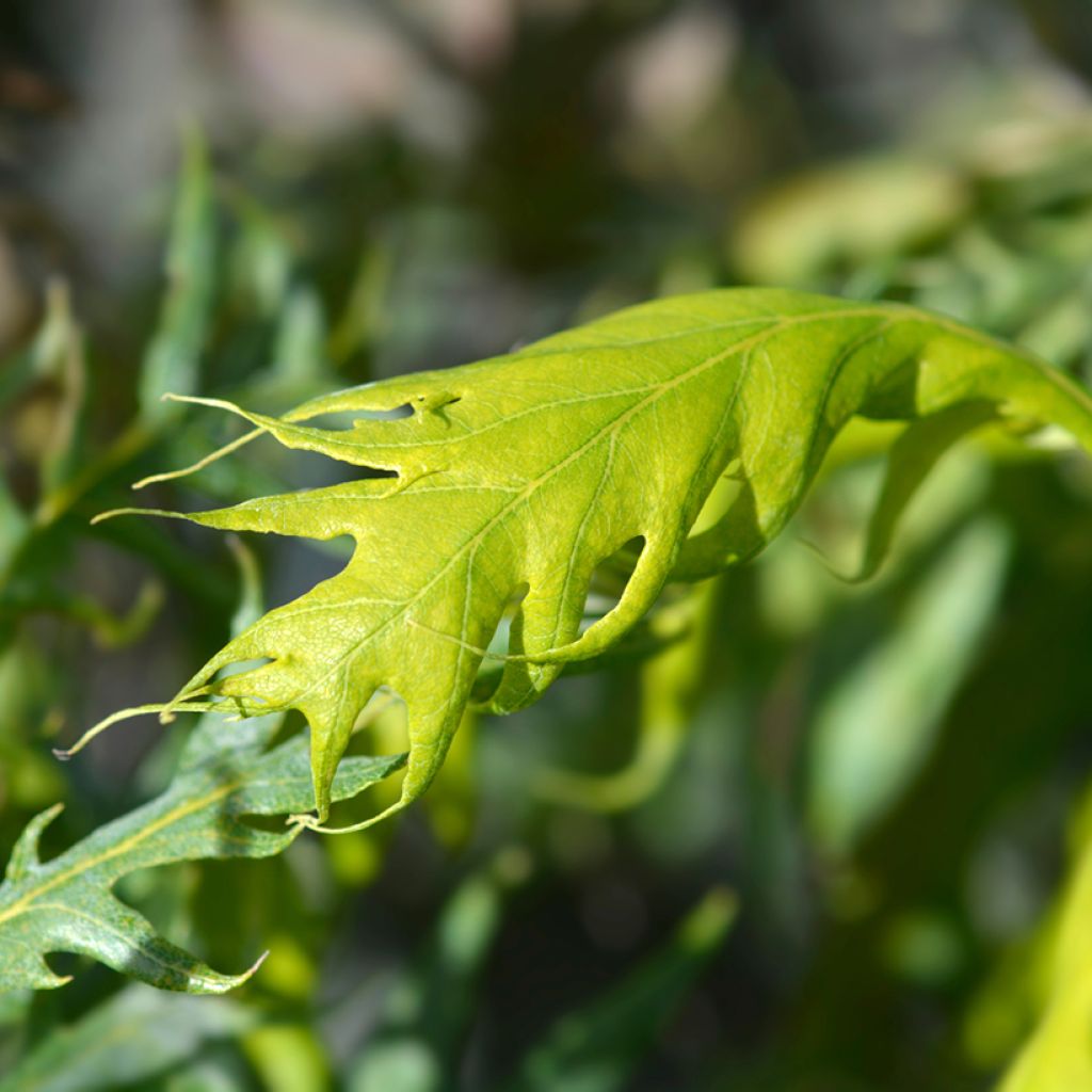 Chêne pédonculé - Quercus robur Miky