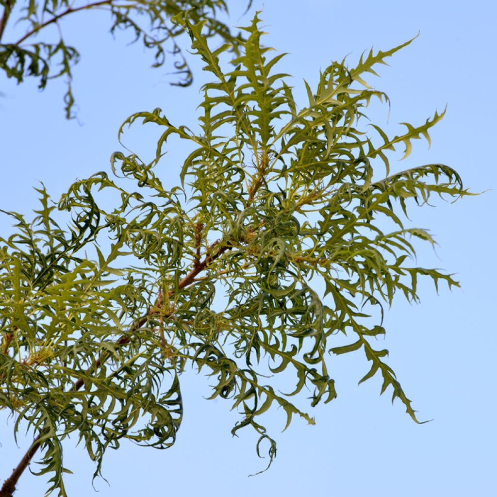 Quercus robur Pectinata - Chêne pédonculé