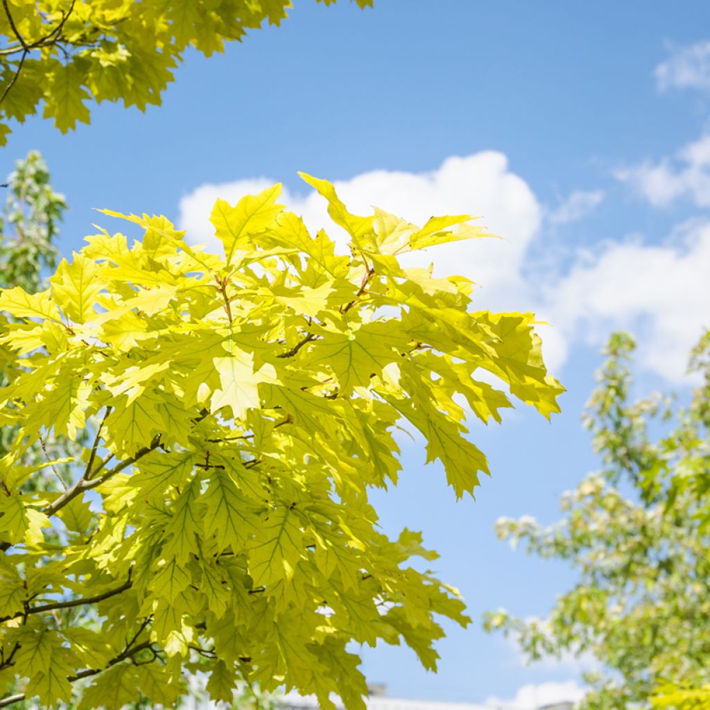 Quercus rubra Aurea - Chêne rouge d'Amérique doré