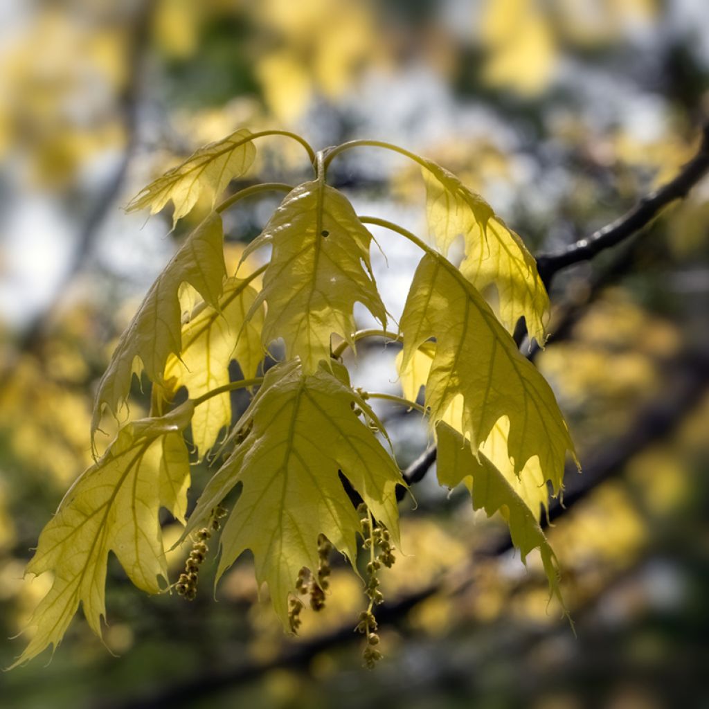 Quercus rubra Aurea - Chêne rouge d'Amérique doré