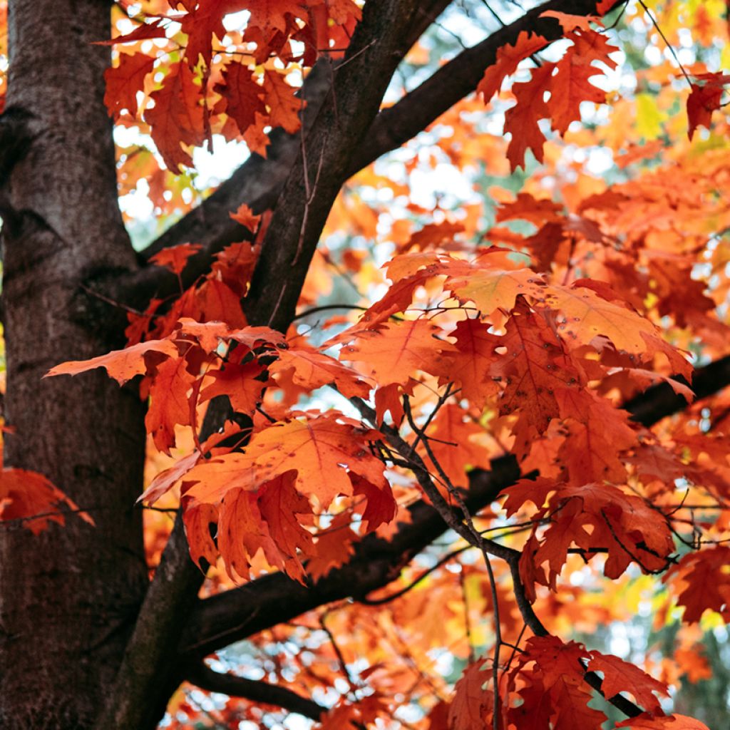 Quercus rubra - Chêne rouge d'Amérique