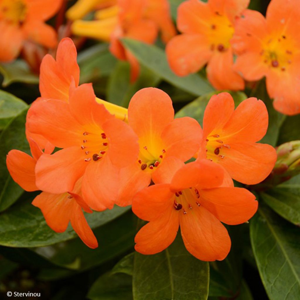 Rhododendron vireya Vladimir Bukovski