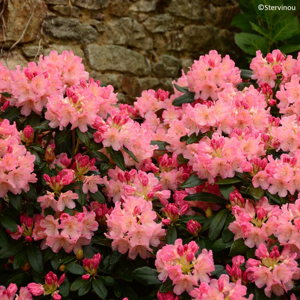 Rhododendron Percy Wiseman - Rhododendron nain 