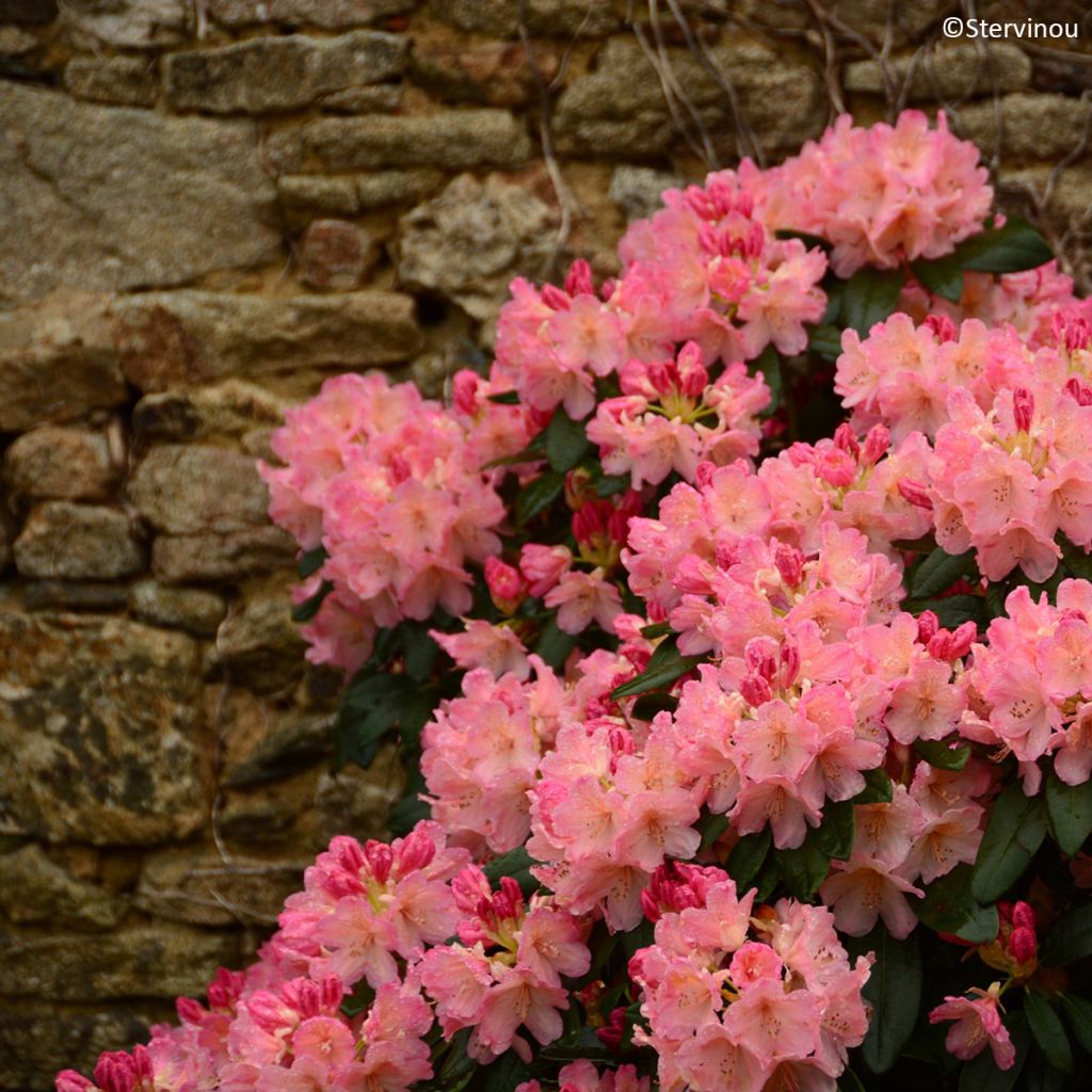 Rhododendron Percy Wiseman - Rhododendron nain 