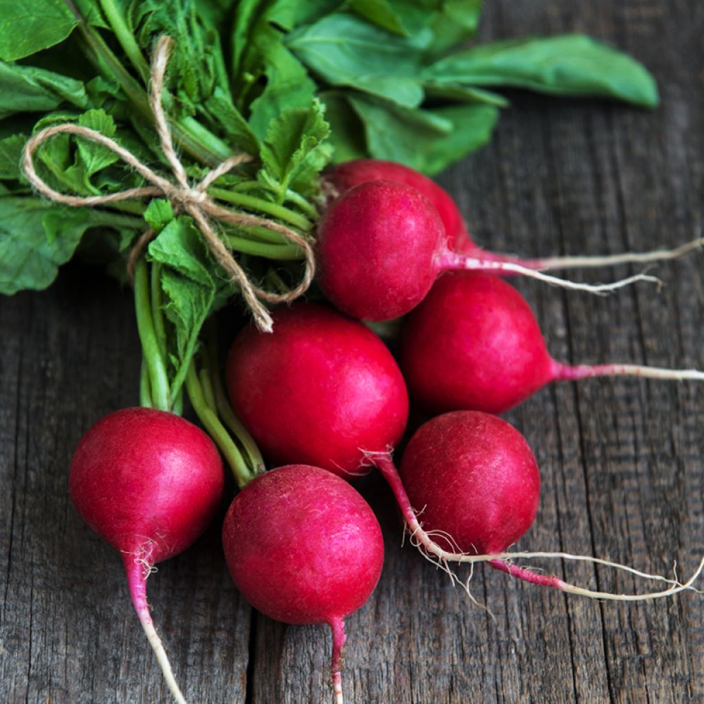 Radis Rond rouge Raxe Bio - Raphanus sativus