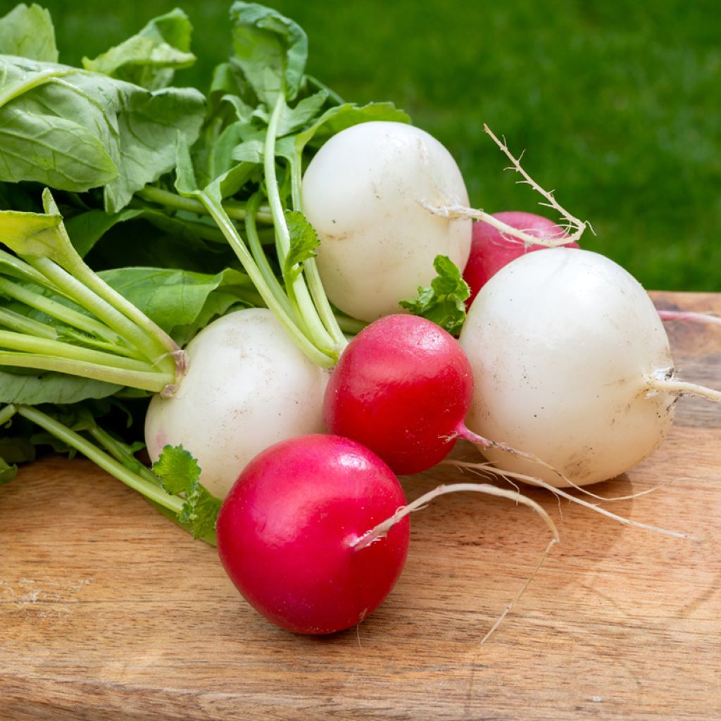 Radis variétés rond en mélange - Raphanus sativus