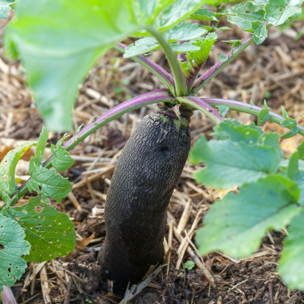 Radis Noir Gros long d'hiver de Paris - Raphanus sativus