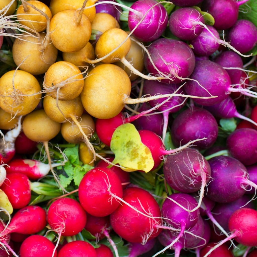 Radis variétés rond en mélange - Raphanus sativus