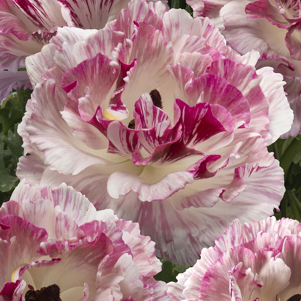 Renoncule des fleuristes Brushmark Cesar – Ranunculus asiaticus