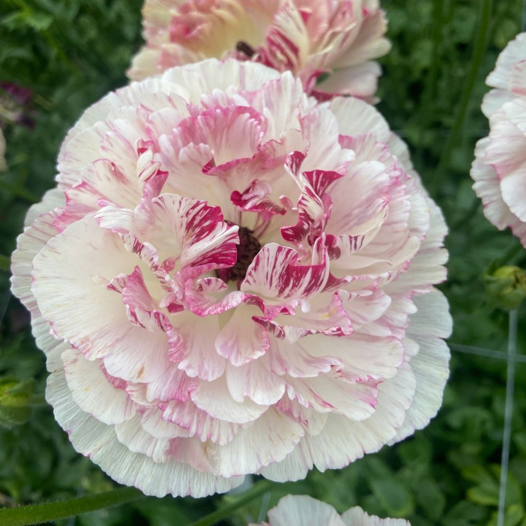 Renoncule des fleuristes Brushmark Cesar – Ranunculus asiaticus