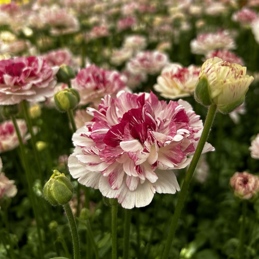 Renoncule des fleuristes Brushmark Cesar – Ranunculus asiaticus