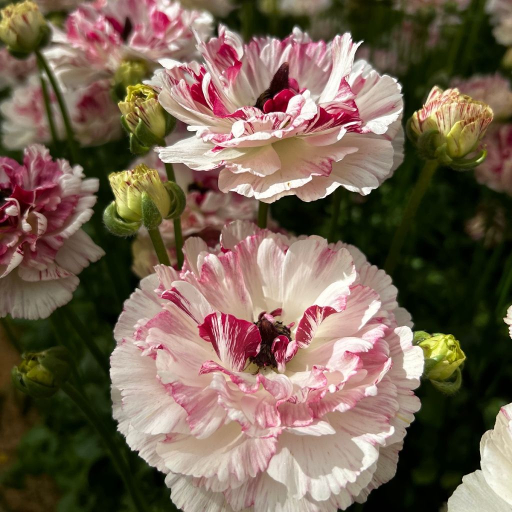 Renoncule des fleuristes Brushmark Cesar – Ranunculus asiaticus