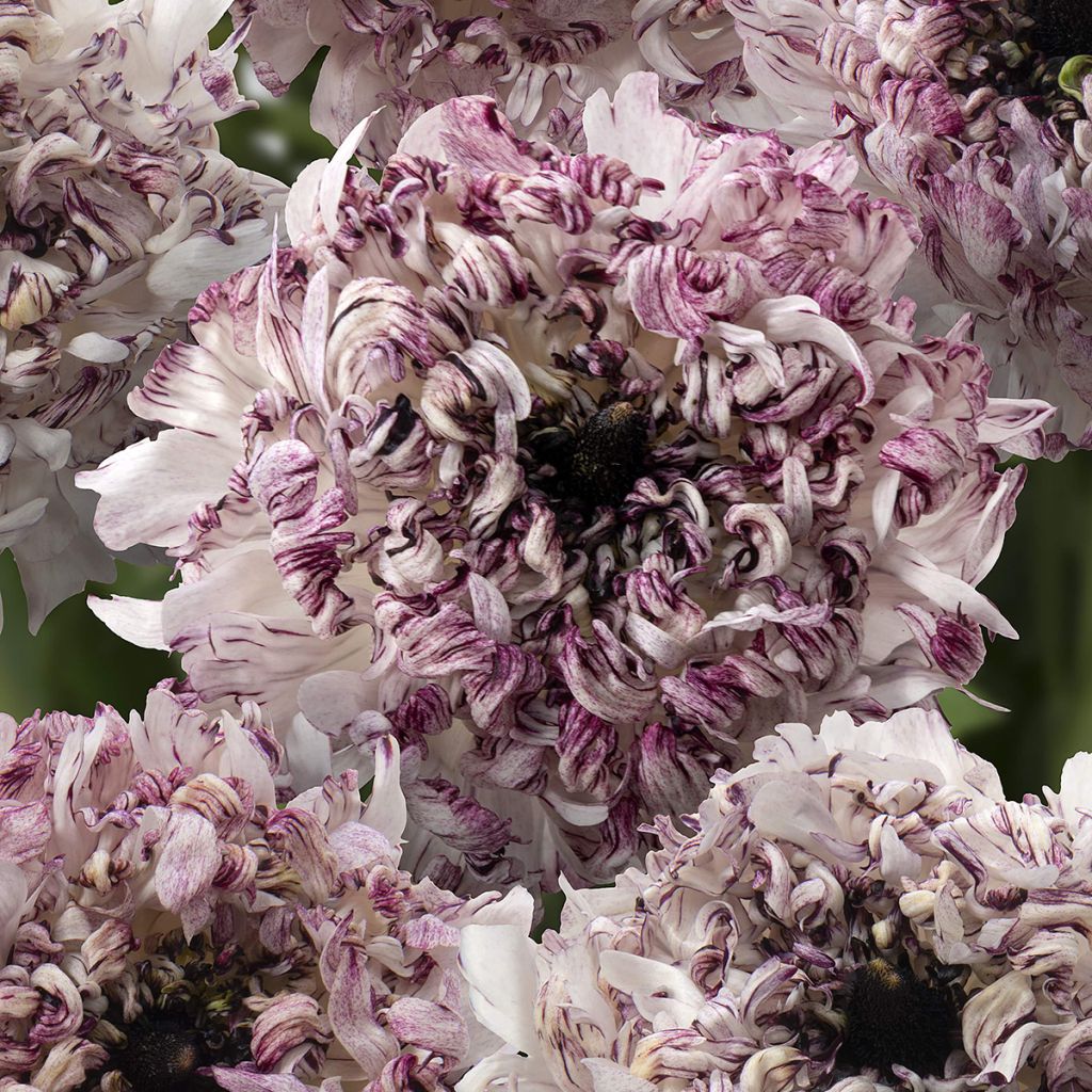 Renoncule des fleuristes Brushmark Seti – Ranunculus asiaticus