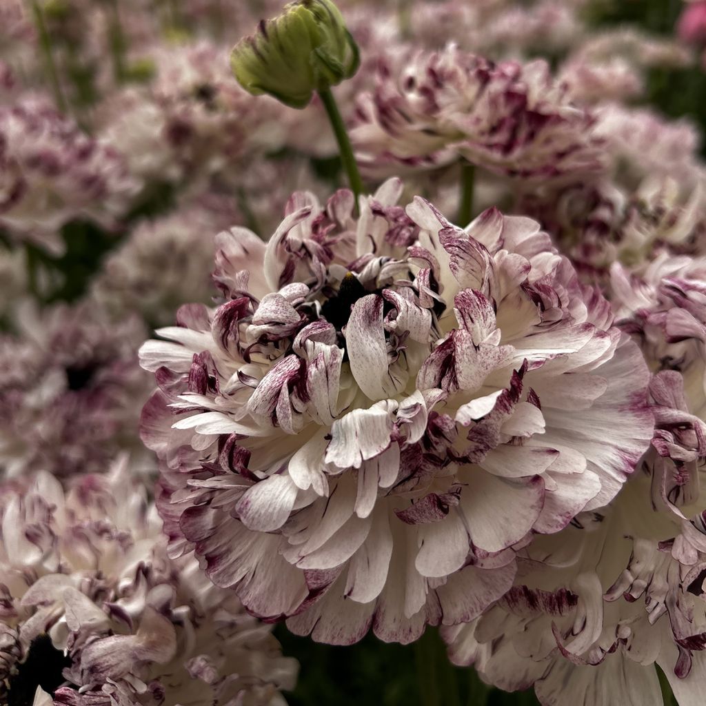 Renoncule des fleuristes Brushmark Seti – Ranunculus asiaticus