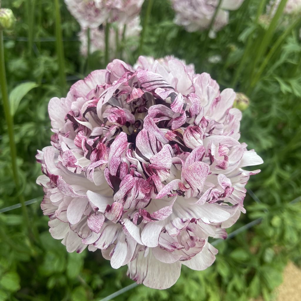 Renoncule des fleuristes Brushmark Seti – Ranunculus asiaticus