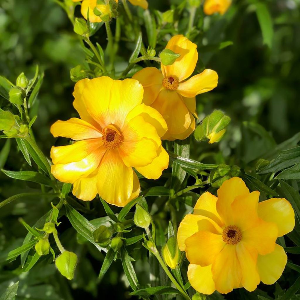 Renoncule des fleuristes Butterfly Dione – Ranunculus asiaticus
