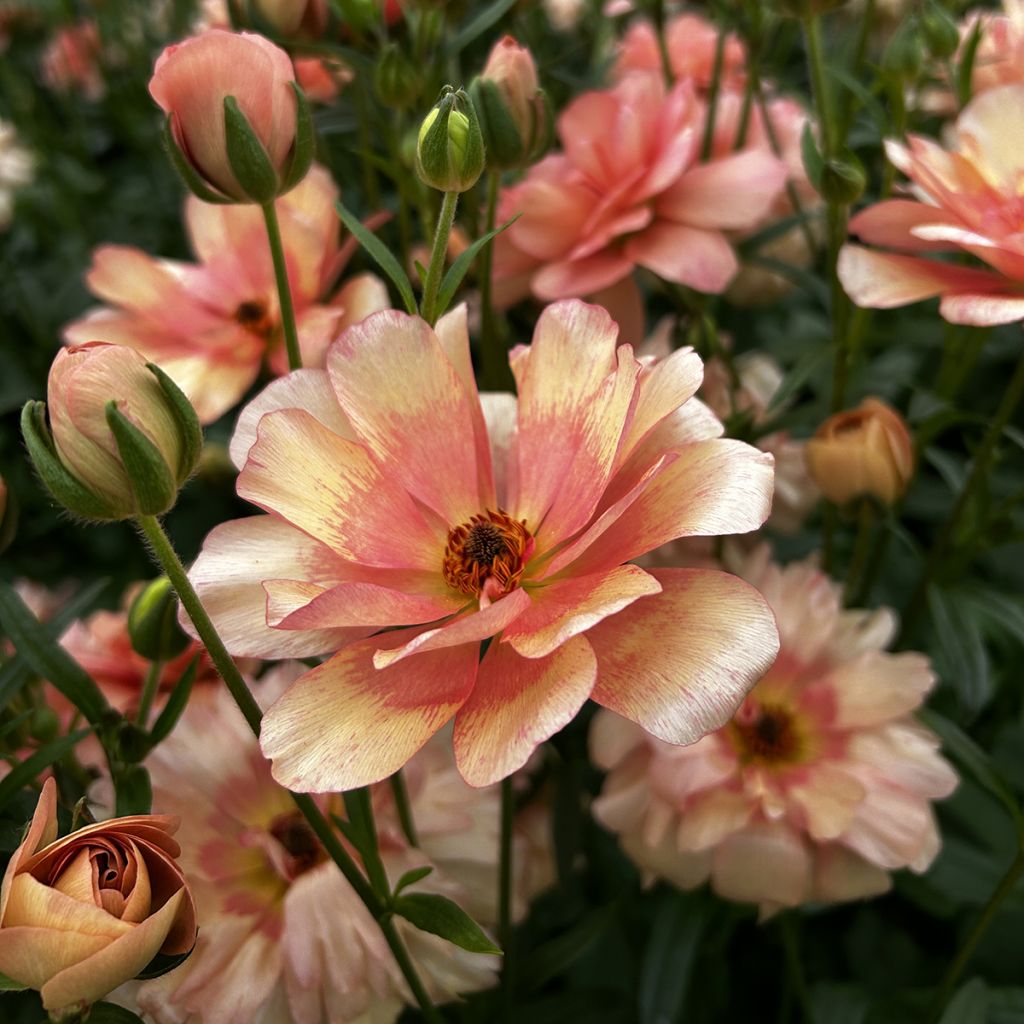 Renoncule des fleuristes Butterfly Eris – Ranunculus asiaticus