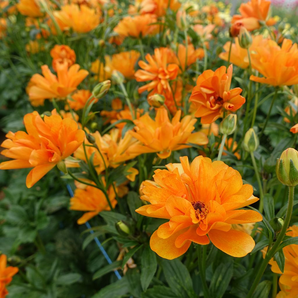 Renoncule des fleuristes Butterfly Galatea – Ranunculus asiaticus