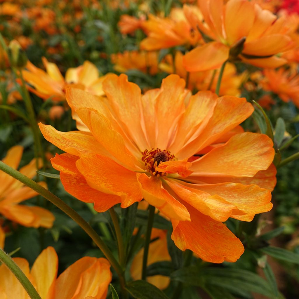 Renoncule des fleuristes Butterfly Galatea – Ranunculus asiaticus
