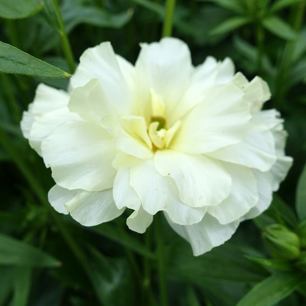 Renoncule des fleuristes Butterfly Graces – Ranunculus asiaticus