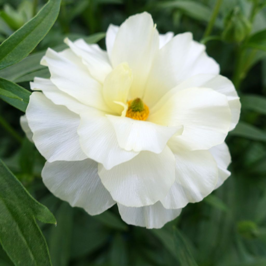 Renoncule des fleuristes Butterfly Graces – Ranunculus asiaticus