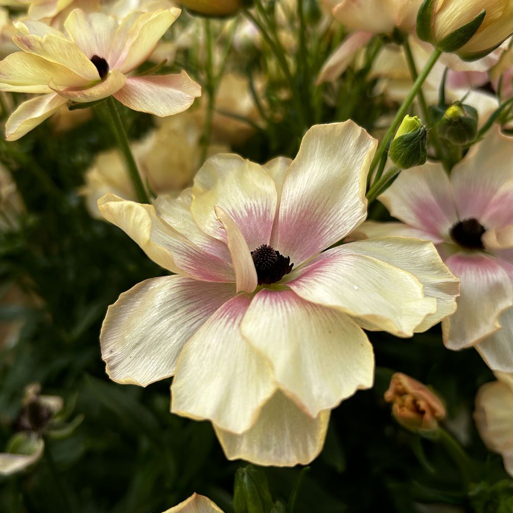 Renoncule des fleuristes Butterfly Hestia – Ranunculus asiaticus