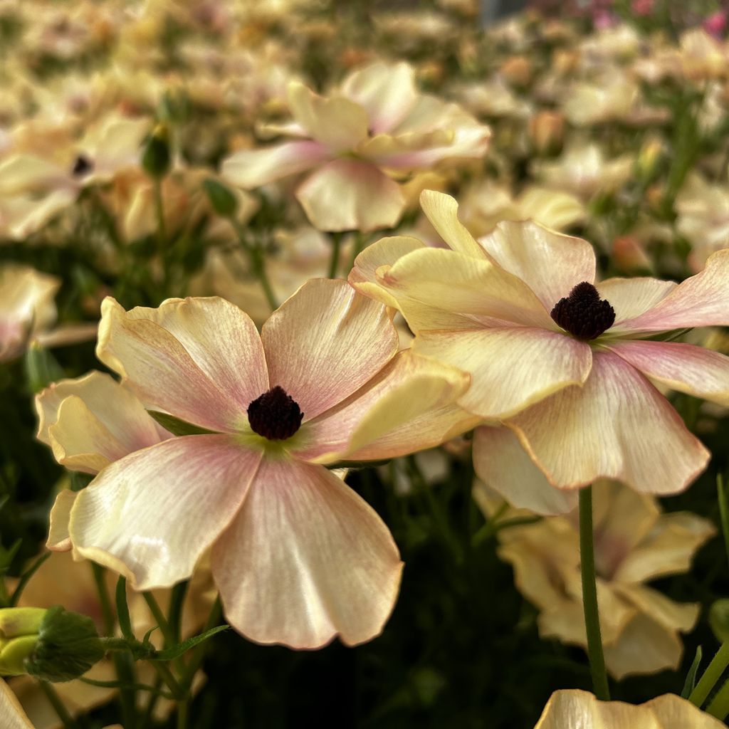 Renoncule des fleuristes Butterfly Hestia – Ranunculus asiaticus