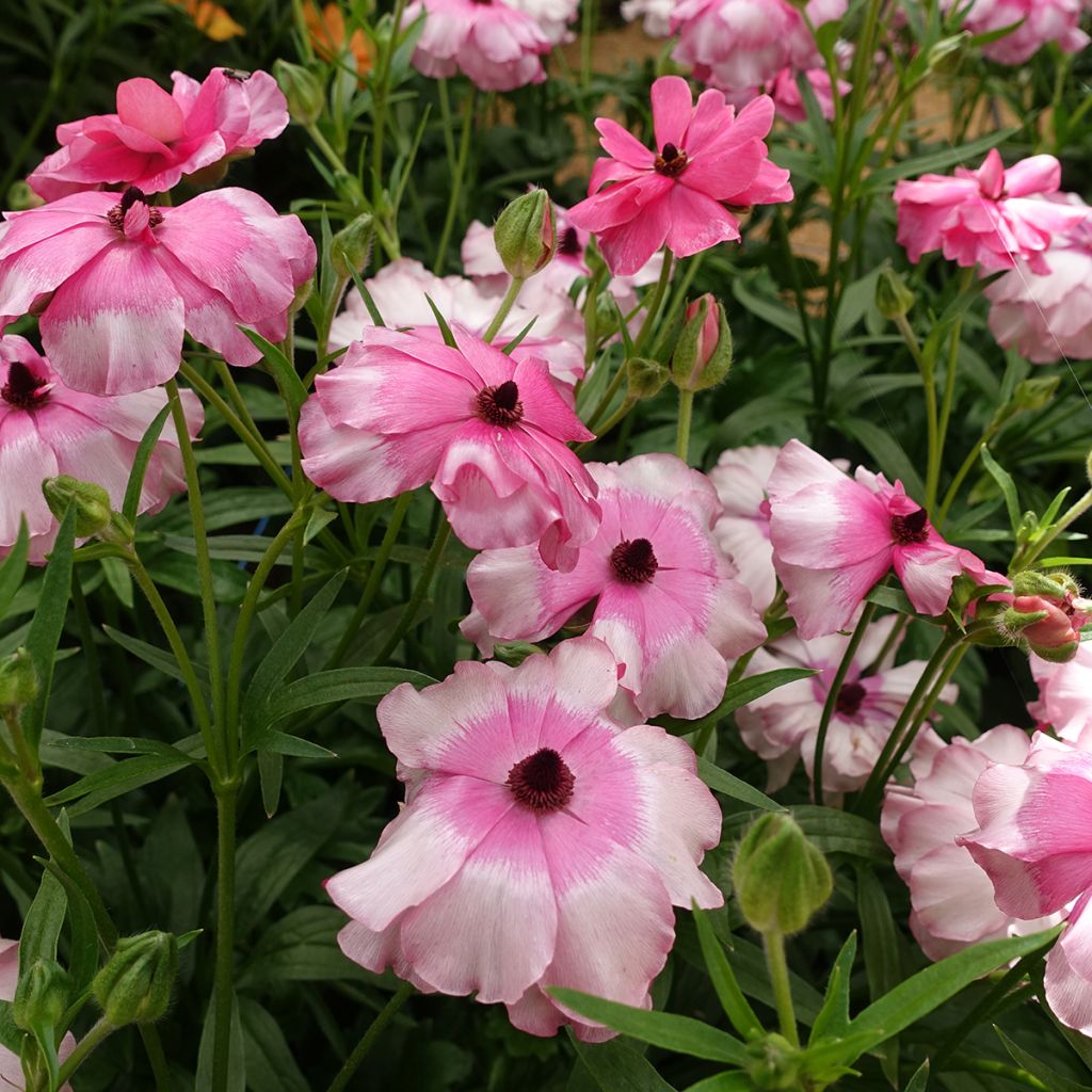Renoncule des fleuristes Butterfly Lycia – Ranunculus asiaticus