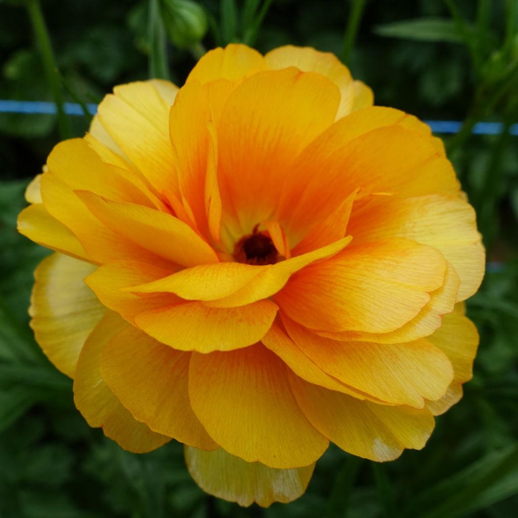 Renoncule des fleuristes Butterfly Minerva – Ranunculus asiaticus