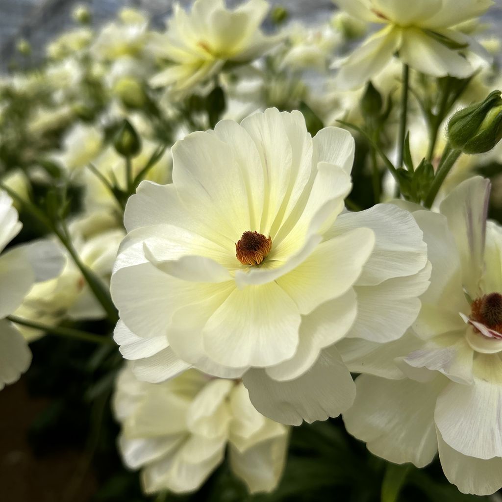 Renoncule des fleuristes Butterfly Ninos – Ranunculus asiaticus
