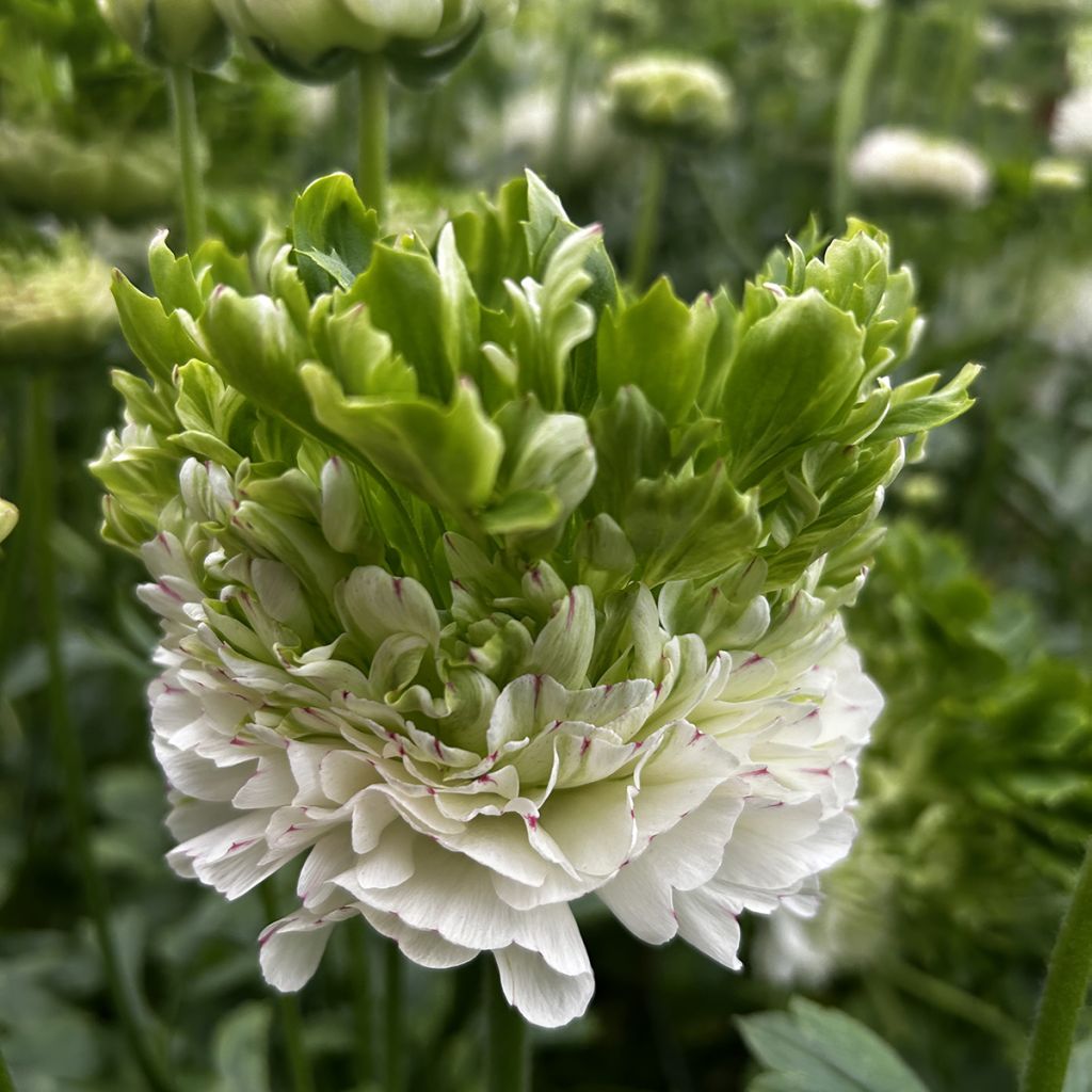 Renoncule des fleuristes Crown Giverny – Ranunculus asiaticus