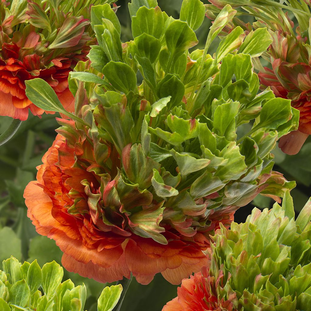 Renoncule des fleuristes Crown Nervion – Ranunculus asiaticus
