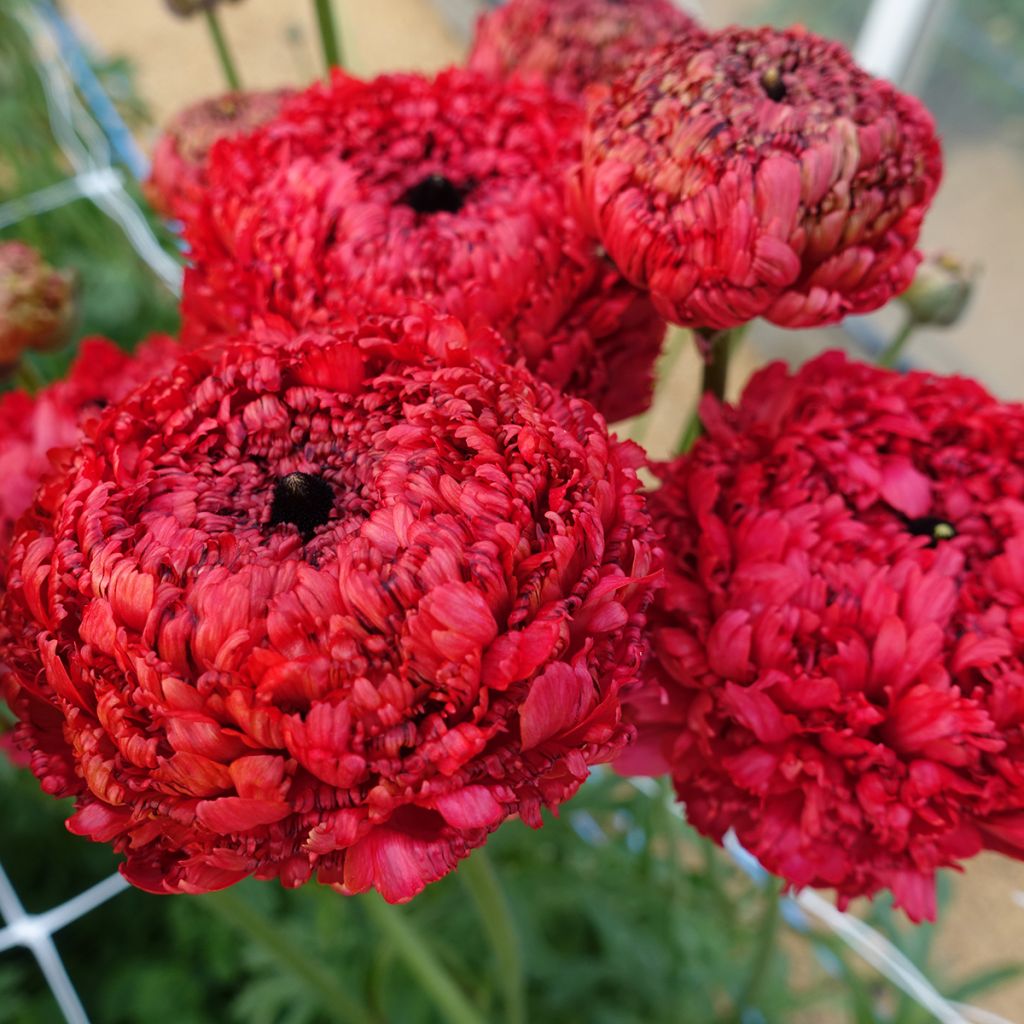 Renoncule des fleuristes Poodle Chaouen II – Ranunculus asiaticus