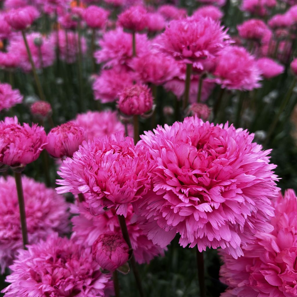 Renoncule des fleuristes Poodle Ramlia – Ranunculus asiaticus