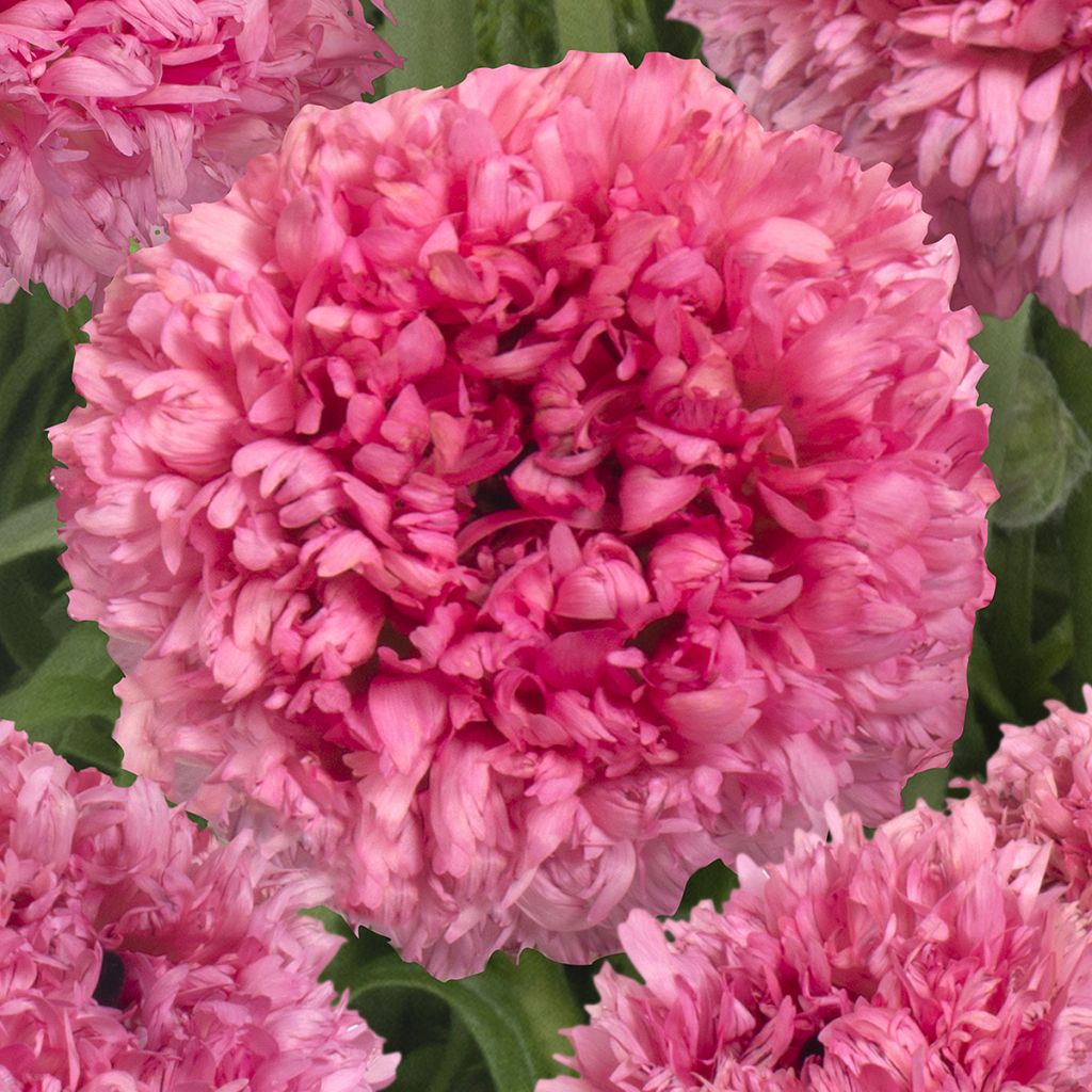 Renoncule des fleuristes Poodle Ramlia – Ranunculus asiaticus