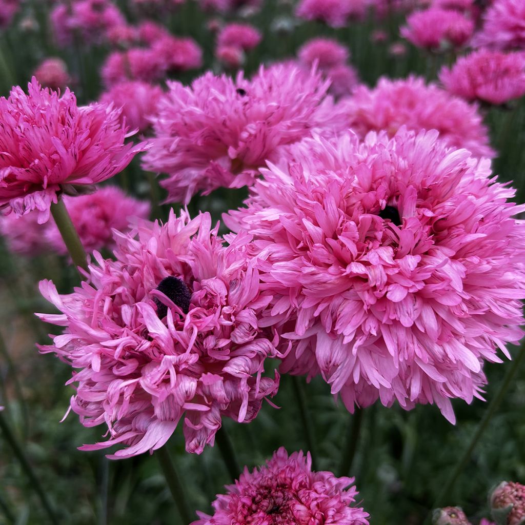Renoncule des fleuristes Poodle Ramlia – Ranunculus asiaticus