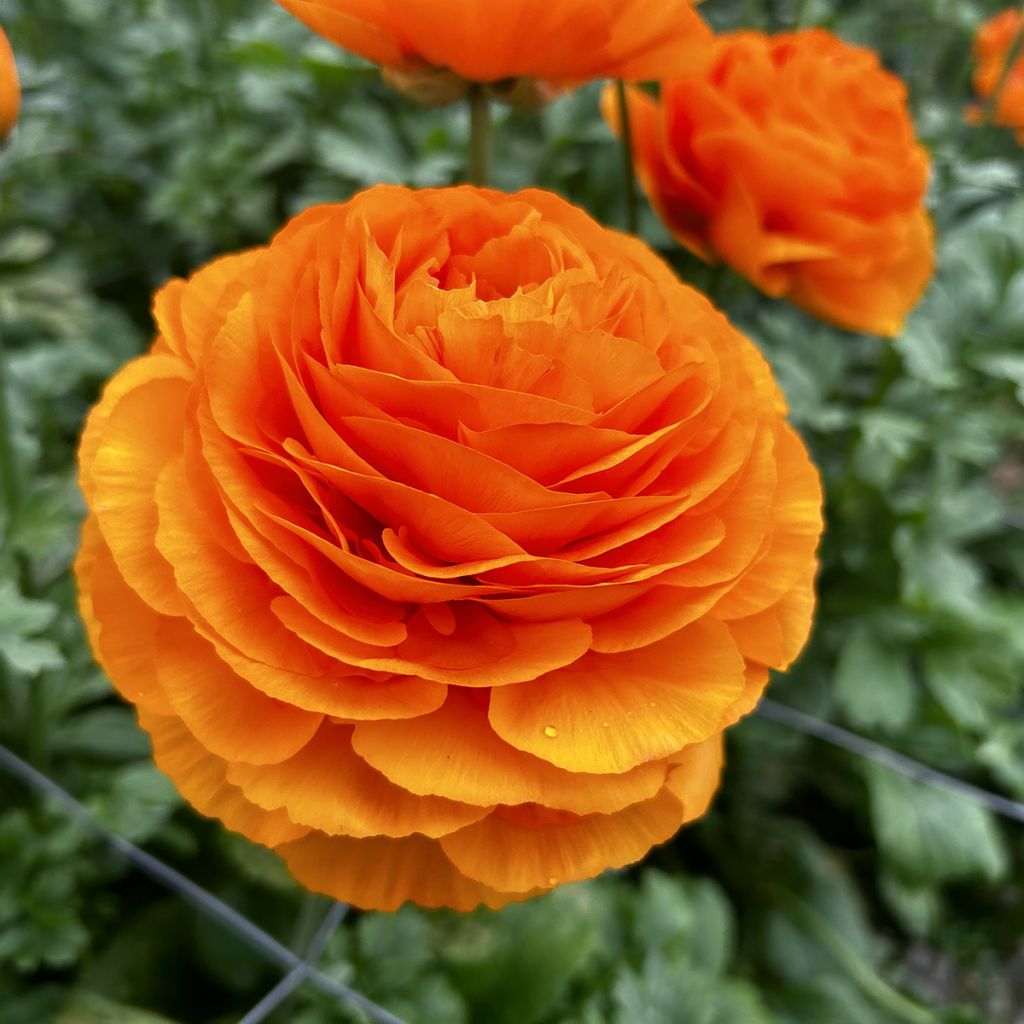 Renoncule des fleuristes Romance Digne – Ranunculus asiaticus