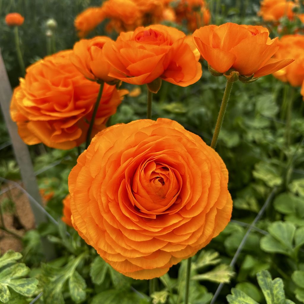 Renoncule des fleuristes Romance Digne – Ranunculus asiaticus