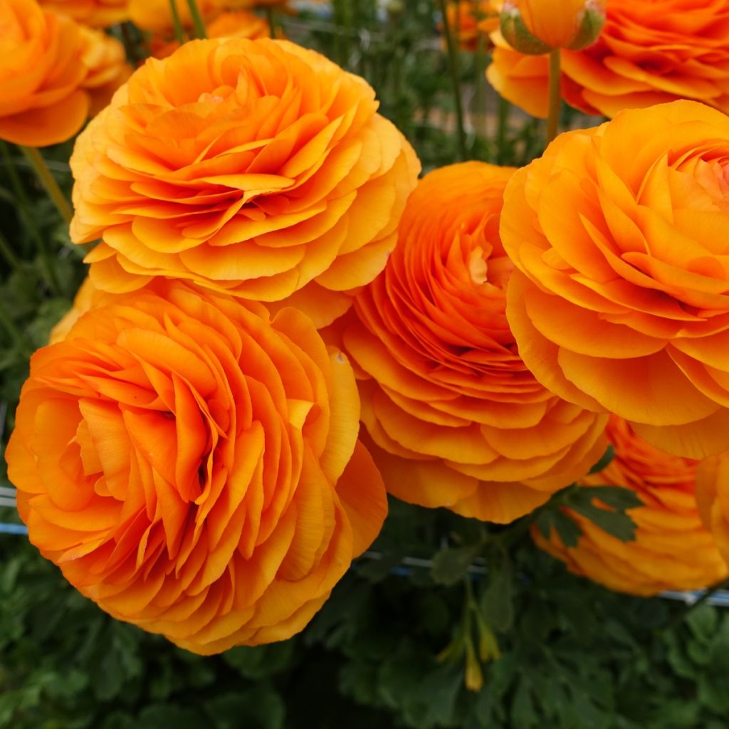Renoncule des fleuristes Romance Digne – Ranunculus asiaticus