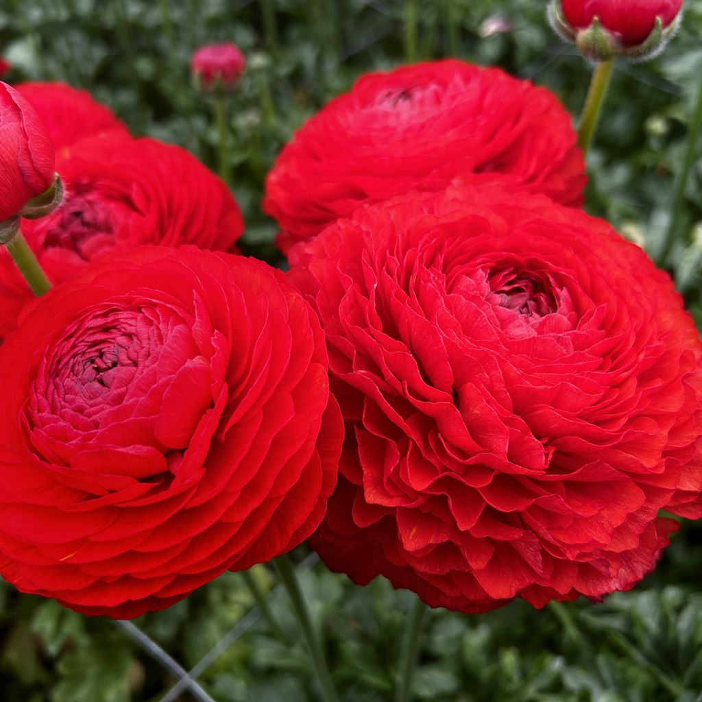 Renoncule des fleuristes Romance Get Lucky – Ranunculus asiaticus