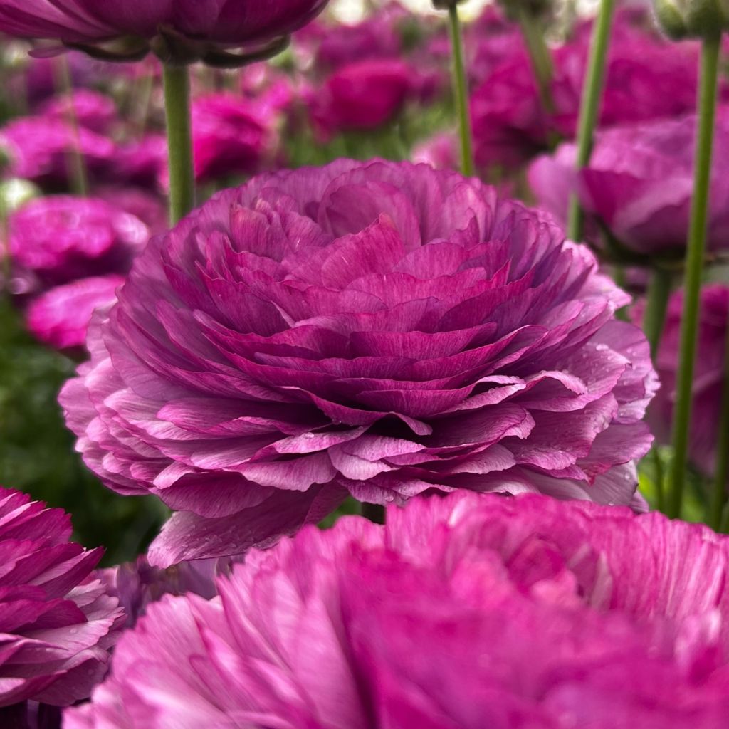 Renoncule des fleuristes Romance Loubeyres – Ranunculus asiaticus