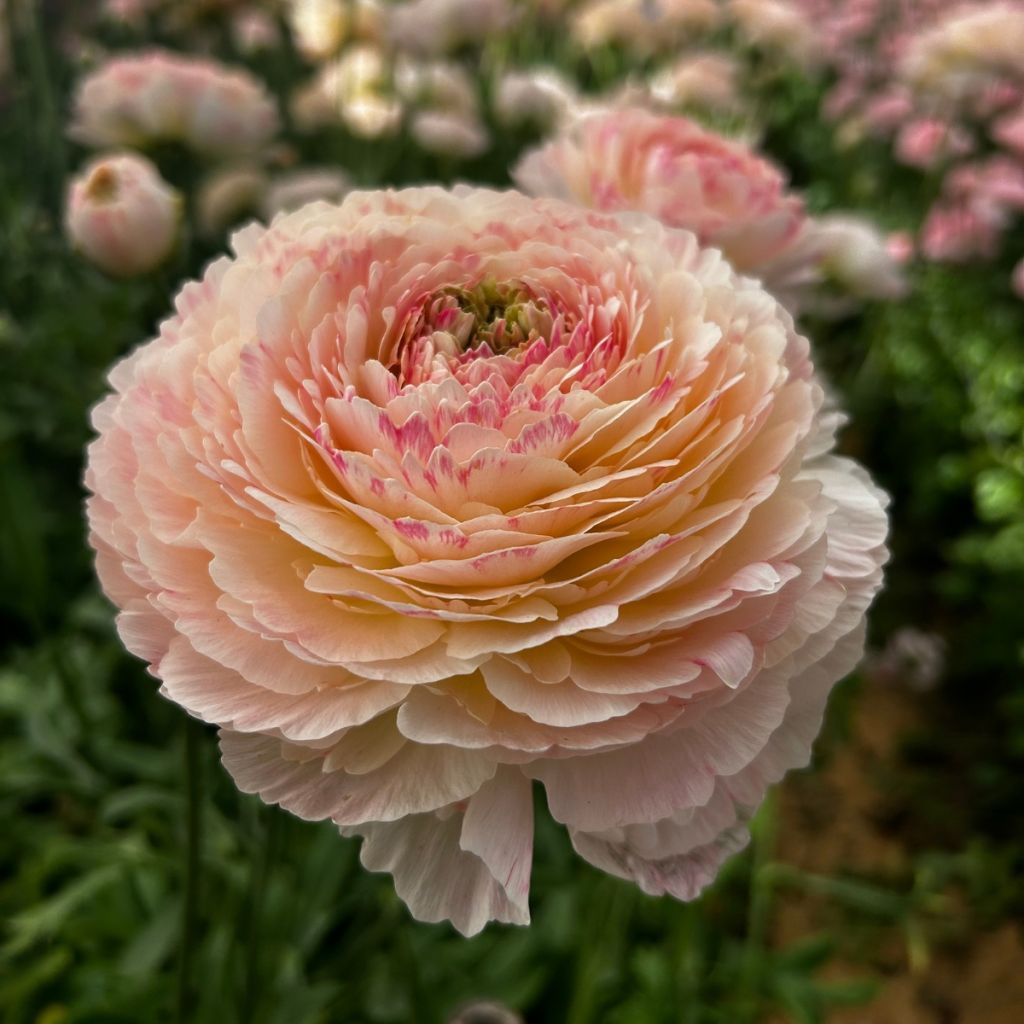 Renoncule des fleuristes Romance Maritime – Ranunculus asiaticus