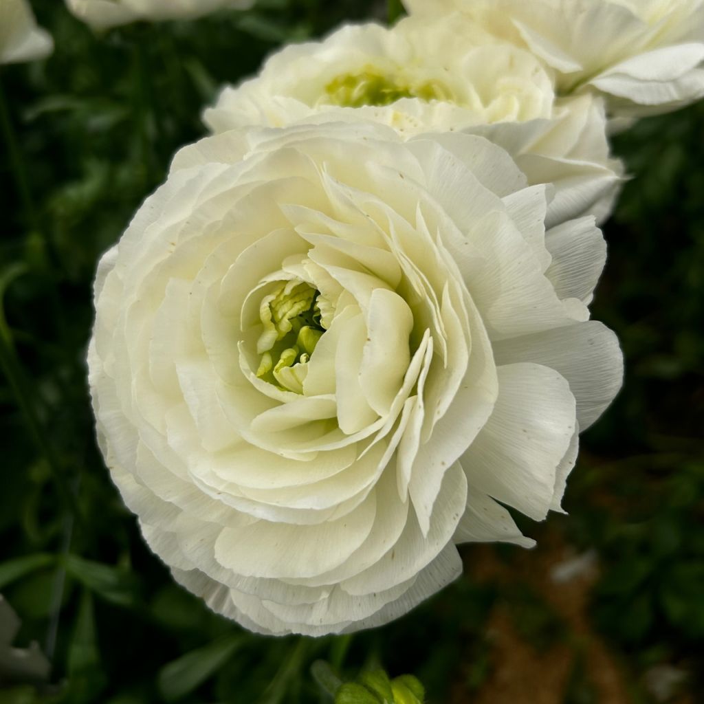 Renoncule des fleuristes Romance Montenvers – Ranunculus asiaticus