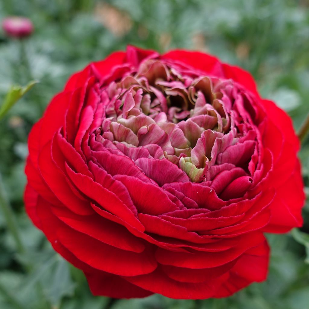 Renoncule des fleuristes Romance Odon – Ranunculus asiaticus