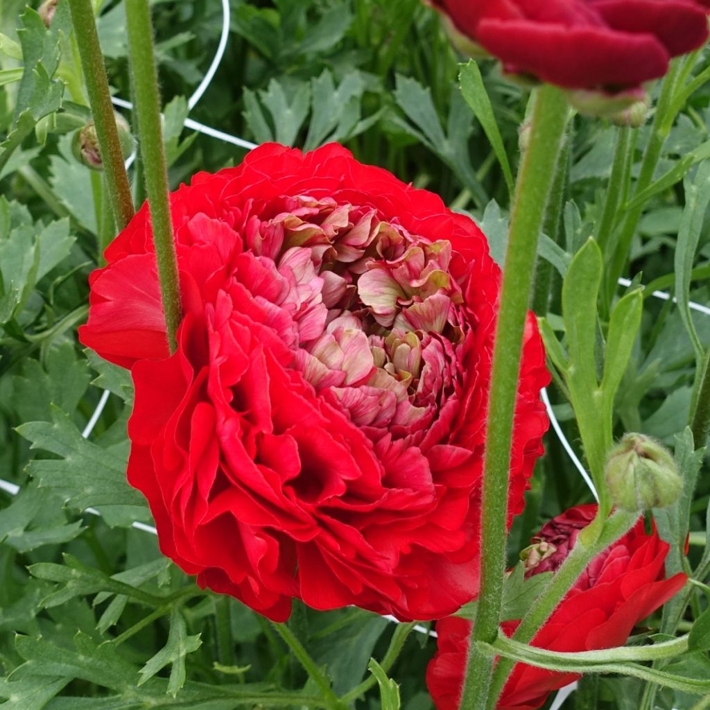Renoncule des fleuristes Romance Odon – Ranunculus asiaticus